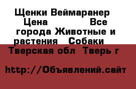 Щенки Веймаранер › Цена ­ 40 000 - Все города Животные и растения » Собаки   . Тверская обл.,Тверь г.